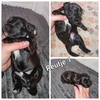 Poedel pups, Dieren en Toebehoren, CDV (hondenziekte), 8 tot 15 weken, Meerdere, Meerdere dieren