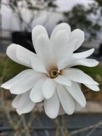 Magnolia stellata, Tuin en Terras, Planten | Tuinplanten, Ophalen, Lente, Overige soorten, Volle zon