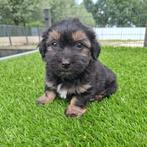 Te koop leuke Yorkshire terriër pup, Yorkshire Terriër, Nederland, CDV (hondenziekte), 8 tot 15 weken