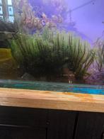 Heel veel Rare mos, Ophalen of Verzenden, Nieuw, Plant(en), Steen of Hout