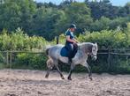Lieve Spaanse merrie – 8 jaar, Dieren en Toebehoren, Paarden, Minder dan 160 cm, B, 7 tot 10 jaar, Recreatiepaard