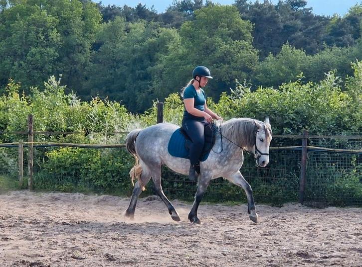Lieve Spaanse merrie – 8 jaar, Dieren en Toebehoren, Paarden, Merrie, B, Minder dan 160 cm, 7 tot 10 jaar, Recreatiepaard, Gechipt