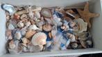 Grote verzameling schelpen, Verzamelen, Mineralen en Fossielen, Ophalen of Verzenden, Schelp(en)