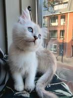 Siberische & Ragdoll Kittens Zoeken Liefdevol Thuis 💕, Dieren en Toebehoren, Meerdere dieren, Ontwormd, 0 tot 2 jaar