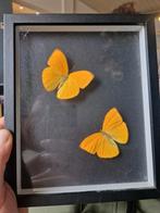 Opgezette vlinders in lijst, Huis en Inrichting, Minder dan 50 cm, Overige typen, Ophalen of Verzenden, Zo goed als nieuw