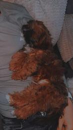 Maltipoo reu, Dieren en Toebehoren, Honden | Chihuahua's en Gezelschapshonden, Poedel, Rabiës (hondsdolheid), 15 weken tot 1 jaar