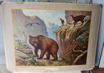 Vintage schoolplaat Bewoners van de Karpaten M.A Koekoek, Ophalen, Natuur en Biologie
