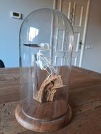 Ijsvogel skelet, Ophalen, Opgezet dier