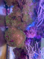 Diverse stenen met ster poliep, Overige typen, Zoutwatervis