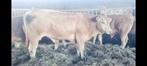 Blonde dekstier, Dieren en Toebehoren, Mannelijk