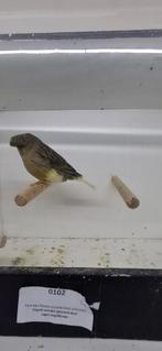 Postuur kanarie, Dieren en Toebehoren, Vogels | Kanaries