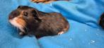 Cavia beer FINN uit de opvang zoeken ene tehuis, Meerdere dieren, Cavia, Na 1 juli 2024, Tam