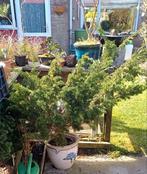 Juniperus Chinensis pré bonsai Chinese Jeneverbes, Tuin en Terras, Bloeit niet, Overige soorten, 100 tot 250 cm, Ophalen