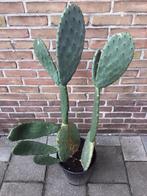 Cactus, Ophalen, Zomer, Overige soorten, Volle zon