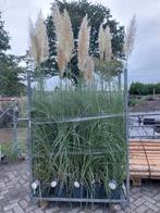 Pampasgras Cortaderia Selloana, Ophalen, Volle zon, Vaste plant, Siergrassen