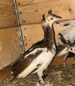 Spalding Pauwen Kuiken te koop, split Mutation,, Dieren en Toebehoren, Pluimvee, Meerdere dieren, Overige soorten