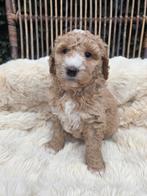 Goldendoodle multigen reutjes te koop, Dieren en Toebehoren, Overige rassen, CDV (hondenziekte), 8 tot 15 weken, Meerdere