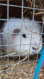 Mannetjes cavia, Dieren en Toebehoren, Mannelijk, Dwerg