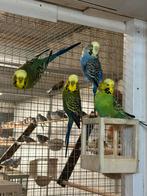 2 koppels grove engelse grasparkieten, Dieren en Toebehoren, Vogels | Parkieten en Papegaaien, Meerdere dieren, Parkiet, Geringd