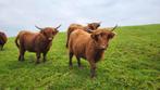 Schotse hooglanders, vrouwelijk vee, Dieren en Toebehoren, Runderen, Vrouwelijk, 0 tot 2 jaar