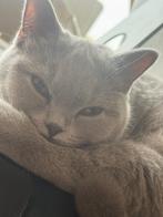 Britse korthaar, Kater, Gechipt