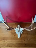 Groot Gewei ELAND uit Scandinavië, 72 cm compleet op schedel, Verzamelen, Ophalen, Gebruikt, Wild dier, Gewei of Kop