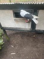 Voorburgse schildkropper, Meerdere dieren, Kropper