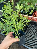 Bio peer tomaatjes/ kerstomaten geel., Ophalen, Volle zon, Groenteplanten, Eenjarig
