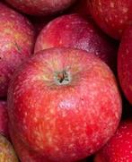 HOOGSTAM FRUITBOMEN, Ophalen, 250 tot 400 cm, Volle zon, Lente