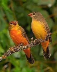 Goudbuikjes, Meerdere dieren, Tropenvogel, Geringd