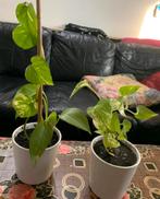 2 X Epipremum aureum in pot, Ophalen, In pot, Halfschaduw, Minder dan 100 cm