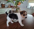 🐾 1 reutje puppy Jack Russel x Kooiker geboren 31 maart, Dieren en Toebehoren, Honden | Jack Russells en Terriërs, Jack Russell Terriër