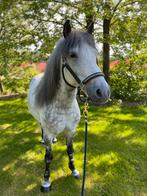 Nuchtere en lieve D-pony Romeo, Dieren en Toebehoren, Pony's, Gechipt, B, 7 tot 10 jaar, Ruin