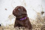 Labrotti Pups // Labrador X Rottweiler// Puppy's, Rabiës (hondsdolheid), Overige rassen, 8 tot 15 weken, Meerdere