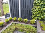 euonymus japonicus haag, Tuin en Terras, Ophalen of Verzenden, Overige soorten, Minder dan 100 cm