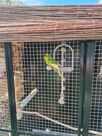 4 kakariki's te koop, Dieren en Toebehoren, Vogels | Parkieten en Papegaaien, Meerdere dieren, Parkiet