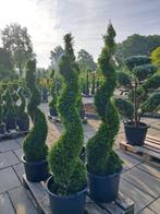 Thuja Smaragd spiraal vormsnoei verschillende maten, Tuin en Terras, Bloeit niet, Halfschaduw, Overige soorten, 100 tot 250 cm