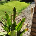Grote lidcactus, Volle zon, Vaste plant, Zomer, Ophalen