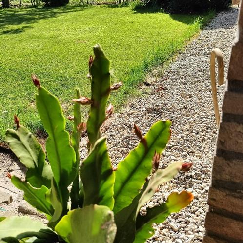 Grote lidcactus, Tuin en Terras, Planten | Tuinplanten, Vaste plant, Overige soorten, Volle zon, Zomer, Ophalen