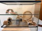 Glazen terrarium voor hamster, ander knaagdier of reptiel, Dieren en Toebehoren, Knaagdieren en Konijnen | Hokken en Kooien, Gebruikt
