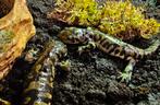 Tijger salamanders / ambystoma tigrinum, 0 tot 2 jaar, Hagedis