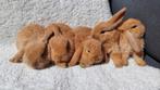Jonge Nederlandse hangoordwerg konijntjes, Dieren en Toebehoren, Konijnen, Meerdere dieren, Dwerg, 0 tot 2 jaar, Hangoor