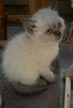 Nog 2 Britsekorthaar kittens met blauwe ogen, Meerdere dieren, Ontwormd, 0 tot 2 jaar