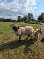 Walliser Schwarznase ram, Dieren en Toebehoren, Mannelijk, Schaap