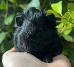 Cavia beertje zwart lunkarya, Dieren en Toebehoren, Cavia, Mannelijk, December, Tam