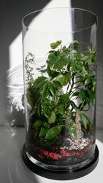 Terrarium planten, ecosysteem, vaas, Huis en Inrichting, Kamerplanten, Overige soorten, Minder dan 100 cm, Halfschaduw, In pot