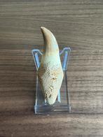 Mosasaurus hoffmannii tand, Verzamelen, Mineralen en Fossielen, Ophalen of Verzenden, Fossiel