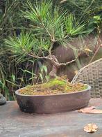 Bonsai zwarte den 15 jr 30cm in mooie japanse schaal, Ophalen, Overige soorten, Halfschaduw