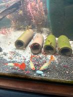 Mooie kweekgroep Koi/Flamingo red Guppies, Vis