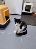 Te koop jonge katers, Dieren en Toebehoren, Katten en Kittens | Raskatten | Korthaar, Kater, Ontwormd, 0 tot 2 jaar